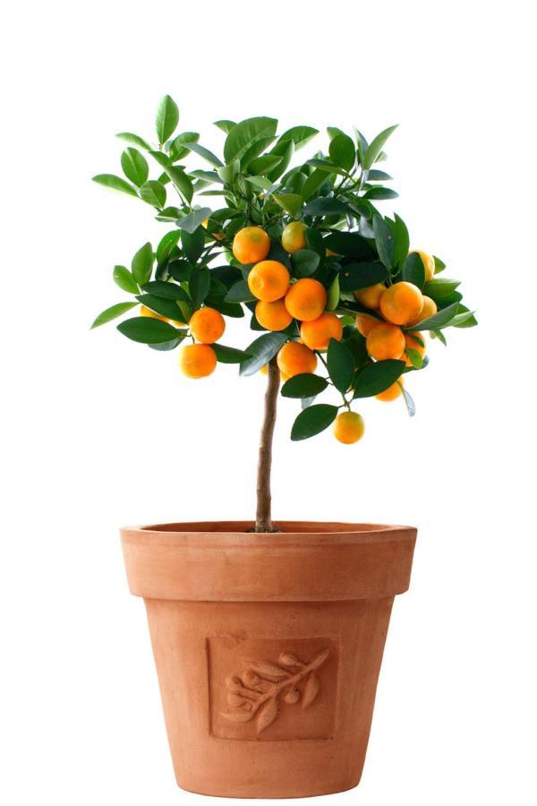 Orange Tree Garden Apartment Trogir Luaran gambar